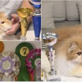 (Video) Gandi je apsolutni šampion! Niški persijanac proglašen za najlepšu mačku na svetu