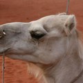 Australija ima veliki broj divljih kamila - koje su agresivne i dominantne