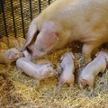 Hrvatska izdala upozorenje: Salmonela u hrani za svinje iz Srbije