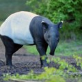 U apatinskim šumama navodno viđen tapir: Posle crnog pantera, deli se snimak ovog kopitara kako luta Gornjim Podunavljem