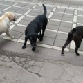Opština Petrovac na Mlavi: Za hvatanje uličnih pasa iz opštinskog budžeta 8,5 miliona
