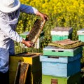 Dobra vest za pčelare: Od danas troškovi manji za oko 12.000 dinara