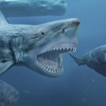 Megalodon: Naučnici otkrili iznenađujuće detalje o najvećoj ajkuli koja je ikada postojala