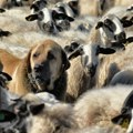 Kakvi heroji! Medved napao stado ovaca, ali se njima nije nadao: Nestvaran snimak iz Crne Gore