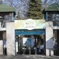 Zebra pobegla iz kaveza u Beogradskom Zoo vrtu
