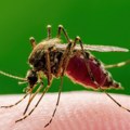 Otkriven opasan virus kod komaraca u Srbiji Ovo su prvi simptomi, ako ih osetite odmah posetite lekara