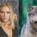 Glas Skarlet Johanson koristi se da plaši vukove da ne napadaju stoku