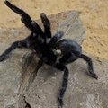 "Kralj genitalija": Otkriven novi rod tarantula sa izuzetno velikim polnim organima