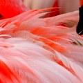 Zašto su flamingosi ružičasti