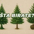 Новогодишња дилема: Пластична, сечена или са бусеном, какву јелку бирамо у време екологије и штедње? Куповина јелке...