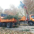 Šest gradova i opština sa juga dobilo 21 milion dinara za ozelenjavanje, prijava Niša odbijena kao „neuredna“