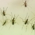 Šest slučajeva virusa Zapadnog Nila u Srbiji; kako delovati preventivno