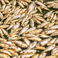 Hiljade mrtvih riba na tajlandskoj plaži: Stručnjaci kažu da su klimatske promene mogući uzrok