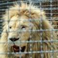 Želja za dobrim "selfijem" ga odvela u smrt: Muškarac uskočio u kavez kod lava, nije slušao upozorenja čuvara