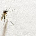 Ne zuje, a ostavljaju bolne plikove: U Hrvatskoj najezda ogromnih komaraca, stručnjaci sumnjaju na netipičnu vrstu