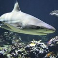 Будванска ајкула је модруљ Кажу да веома ретко напада људе