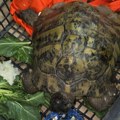 Na Kelebiji sprečeno krijumčarenje strogo zaštićene vrste kornjače (FOTO)