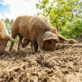 Cene na stočnim pijacama u Srbiji: prasad i jagnjad nikad skuplja