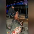 Radovan iz Save u Beogradu izvukao grdosiju: Ulovio kapitalca teškog 100 kila, ovakvu neman još niste videli