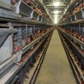 Vege zajednica: Nacrt Zakona o dobrobiti životinja povući na doradu, mora se zabraniti kavezni uzgoj koka nosilja