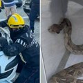 Otvorio haubu kako bi zamenio akumulator, a predator ga gledao u oči: Od prizora je mogao da doživi infarkt (foto)