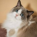 Porodica 18 meseci oplakivala mačku: "Ne spavamo otkako smo saznali istinu iz veterinarske klinike"