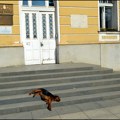 Užička vlast nesposobna da reši problem napuštenih pasa