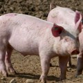 Afrička kuga svinja donela brojne probleme; Budimović: Pitanje je šta će se dešavati sa cenom mesa