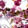 Proleće kad mu vreme nije: Trešnje u voćnjaku kod Kraljeva procvetale u oktobru