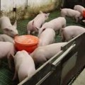 Izgorelo 300 svinja na salašu kod Sombora