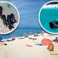 Hit plaža u Grčkoj Turisti se zajedno sa svinjama kupaju u tirkiznom moru, ne zna se ko je srećniji! Ovo ne treba propustiti…