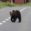 Incident u Grčkoj: Medved se usred noći prošeto gradom, uznemirio stanovnike, reagovali nadležni