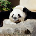 Nova panda-diplomatija: Kina predstavila džinovske pande Maleziji
