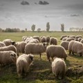 Objavio oglas za pastira, dobio više od 700 prijava: Ostavljaju kancelarije, žele na selo! Evo ko se sve prijavio
