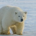 Brodskom sirenom za maglu probudio polarnog medveda, pa dobio kaznu od 4.500 evra