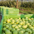 U hladnjačama 3.000 tona jabuka, proizvođači čekaju bolju cenu: Domaće jabuke jeftinije nego prošle godine