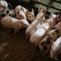 U Semberiji zbog epidemije afričke kuge eutanazirano 4.200 svinja