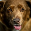 Uginuo Bobi, najstariji pas na svetu: Doživeo je 31 godinu, ovo je bio recept njegovog vlasnika za dug život (foto)