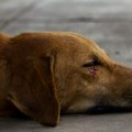Incident U Omoljici Ubili psa vatrenim oružjem naočigled dece