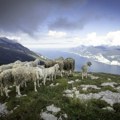 Policajci u Grčkoj pronašli nekoliko desetina odbeglih ovaca