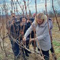 Ministarka poljoprivrede orezivala vinograd u Bogojevcu