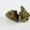 Beograđanin u Glovo torbi prenosio skoro 2 kg marihuane, pao u Pančevu