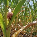Trusno na novosadskoj produktnoj berzi Ponuda i potražnja promenile cenu pšenice i kukuruza