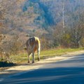 Brine li Ministrstvo poljoprivrede i o jugu Srbije ?