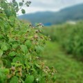 Berača sve manje,a berba sve bliže - direktorska plata za mesec dana