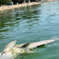 Šok na Adi Ciganliji: Posetioci ugledali ribu dužu od metar i po, pa je nazvali beogradskom ajkulom: Evo o kojoj vrsti je…