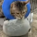 Snimak hrabre mačke koja je pobedila rak videli su milioni Probudila se nakon operacije pa odmah krenula u akciju! (video)