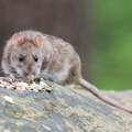 Lekari u SAD upozoravaju na širenje virusa koji prenose pacovi: Hantavirus može biti smrtonosan