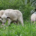 Nova zaraza u Srbiji: Ubijeno 127 ovaca i jagnjadi zbog boginja ovaca i koza