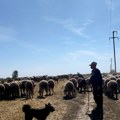 Najveća farma ovaca u severnom potisju Kod Čančara radi i podmladak